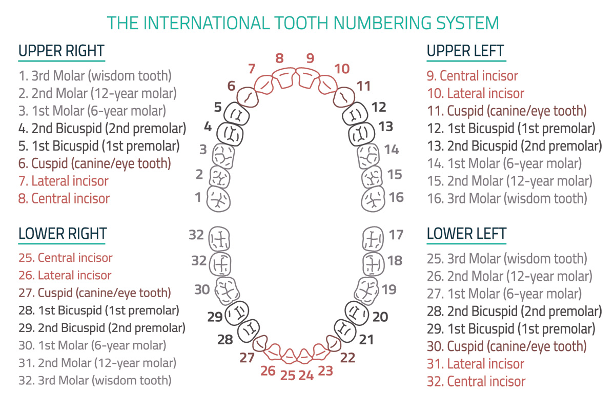Primary Tooth Numbering Chart